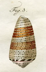 Illustrasjon av Conus Ammiralis (underart Arausiacus), 1790 (håndfarget gravering)
